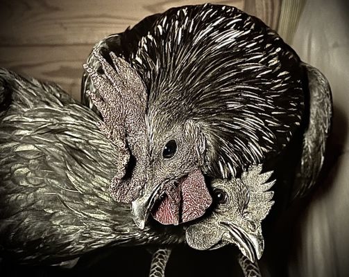 Cackle Hatchery® by null