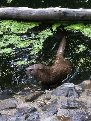 Wildpark Edersee by null
