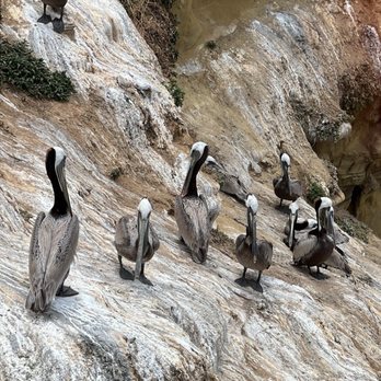 La Jolla Cove - Parks Near Me - La Jolla, California