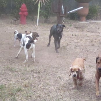 Paws & Claws - playtime!! - Pet Sitting Near Me - Fallbrook, California