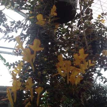 E.F.G. Orchids - Nurseries & Gardening Near Me - Deland, Florida E.F.G. Orchids - Nurseries & Gardening Near Me - Deland, Florida