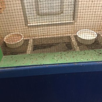 Jack's Pet Center - Dirty bird cages covered In bird waste. Photo taken: June 23, 2018 - Pet Stores Near Me - Great Falls, Montana Jack's Pet Center - Dirty bird cages covered In bird waste. Photo taken: June 23, 2018 - Pet Stores Near Me - Great Falls, Montana