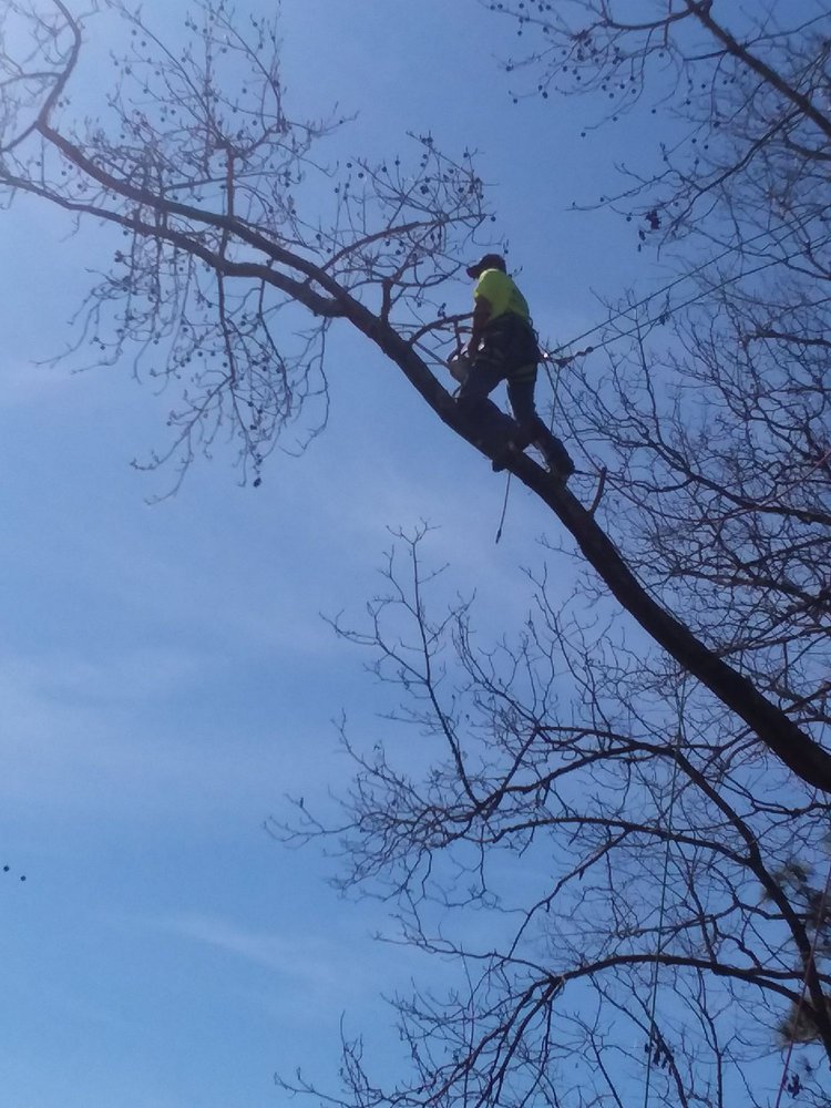 Buck's Tree Care - tree service in Tallassee, AL