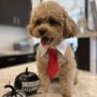 Photo of Miami Welfare Animal Clinic