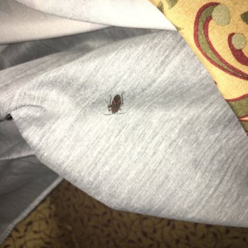 Red Lion Hotel Pendleton - Bugs between the sheets and curtains! Gross!!!! - Hotels Near Me - Pendleton, Oregon Red Lion Hotel Pendleton - Bugs between the sheets and curtains! Gross!!!! - Hotels Near Me - Pendleton, Oregon
