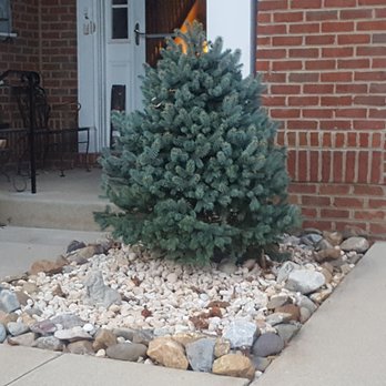Hernandez Company - Pine plantation. - Landscaping Near Me Hernandez Company - Pine plantation. - Landscaping Near Me