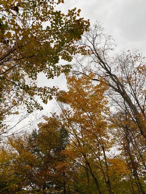 Tahquamenon Falls State Park by null