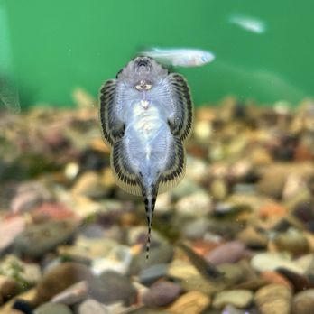 Lotus Aquarium - Aquarium Services Near Me - Lawndale, California Lotus Aquarium - Aquarium Services Near Me - Lawndale, California