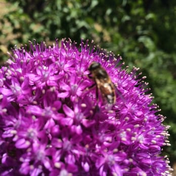 Filoli - Bees at work! - Botanical Gardens Near Me - Woodside, California Filoli - Bees at work! - Botanical Gardens Near Me - Woodside, California
