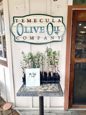Temecula Olive Oil Company by null