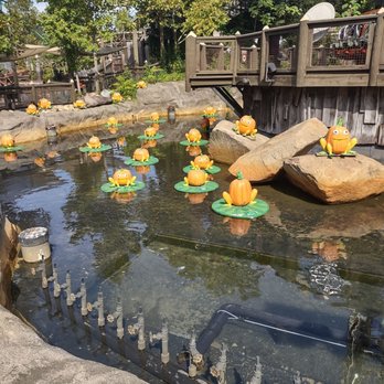 Dollywood - Pumpkin frogs during the fall - Amusement Parks Near Me - Pigeon Forge, Tennessee Dollywood - Pumpkin frogs during the fall - Amusement Parks Near Me - Pigeon Forge, Tennessee
