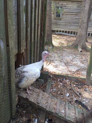 Latta Place Historic Site by null