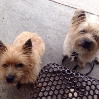 Wolfe's Market - Nitro and Harley waiting for sausage to drop off the table - Specialty Food Near Me - Claremont, California Wolfe's Market - Nitro and Harley waiting for sausage to drop off the table - Specialty Food Near Me - Claremont, California