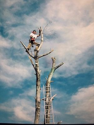 Goldstar Tree & Stump Grinding