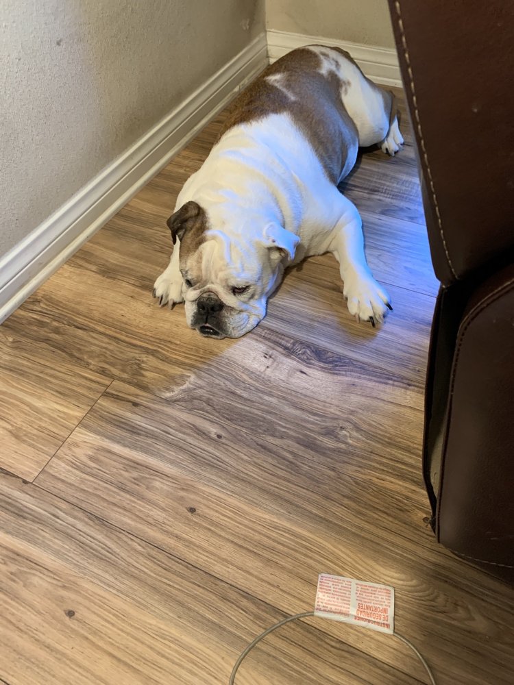 MOBILE GROOMING BY MELISSA Updated April 2024 20 Photos & 43