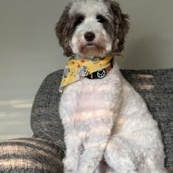 Carissa's Custom Cuts - Groomed pup