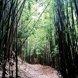 Bamboo forest Bamboo forest