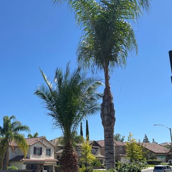 Bird's Tree service - Tree Services Near Me
