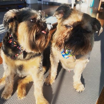 There's No Place Like Home Mobile Pet Spa - Pretty fresh and giving lovin! - Pet Groomers Near Me - Berkeley , California There's No Place Like Home Mobile Pet Spa - Pretty fresh and giving lovin! - Pet Groomers Near Me - Berkeley , California