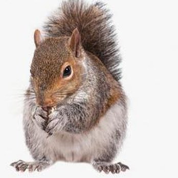 Attic Attack Wildlife Services - Pest Control Near Me Attic Attack Wildlife Services - Pest Control Near Me