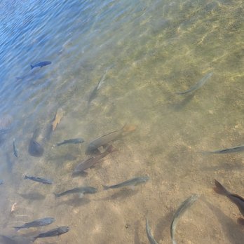 Harbor House Cafe - Fish along the way - Cafes Near Me - Boulder City, Nevada Harbor House Cafe - Fish along the way - Cafes Near Me - Boulder City, Nevada