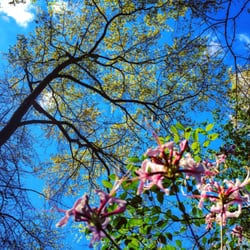 Weyanoke Bird and Wildflower Sanctuary - Signs of Spring