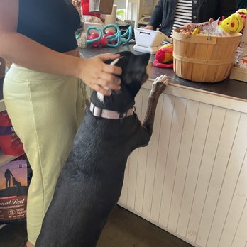 George - Pet Stores Near Me - Santa Barbara, California George - Pet Stores Near Me - Santa Barbara, California