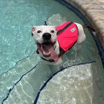 Dip'n Dogs Hydrotherapy - Pet Services Near Me - Orlando, Florida