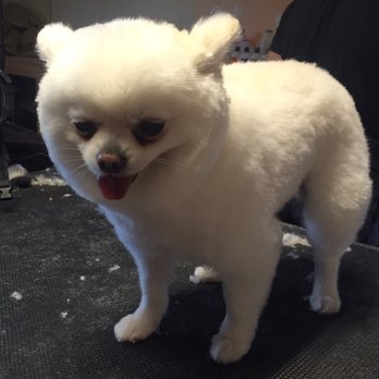 Pawz Spa Grooming - Pet Groomers Near Me - San Francisco, California Pawz Spa Grooming - Pet Groomers Near Me - San Francisco, California
