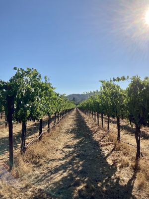 CAST Wines by null