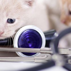 Rootstown Veterinary Hospital