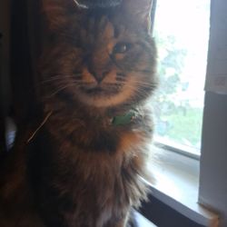 Furry Land Mobile Grooming - My rescue cat cloe