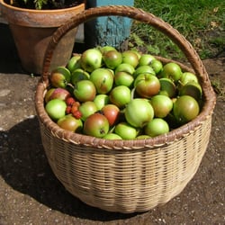 Martineau Gardens - Apples picked by volunteers at Martineau Gardens