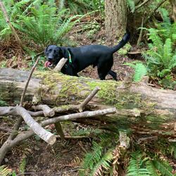 Viking Off-leash Dog Park - 6/2022: Doggo approved trail with plenty of logs to jump on and over.