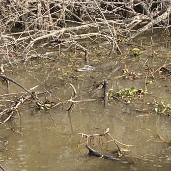 Jean Lafitte Swamp Tour - First Baby gator - Boat Tours Near Me - Marrero, Louisiana