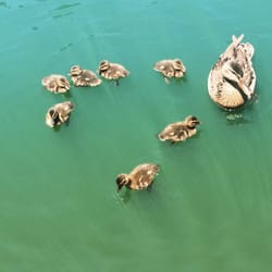 Westlake Park - Momma and her ducklings!
