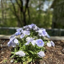 Lewis Ginter Botanical Garden