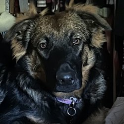 Will Covington- Lorenzo's Dog Training Team - Lexy, a much better trained dog thanks to Will