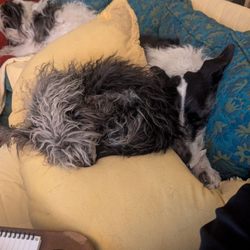 Marisa’s Pet Sitting & Odd Jobs - Our three dogs snuggled up