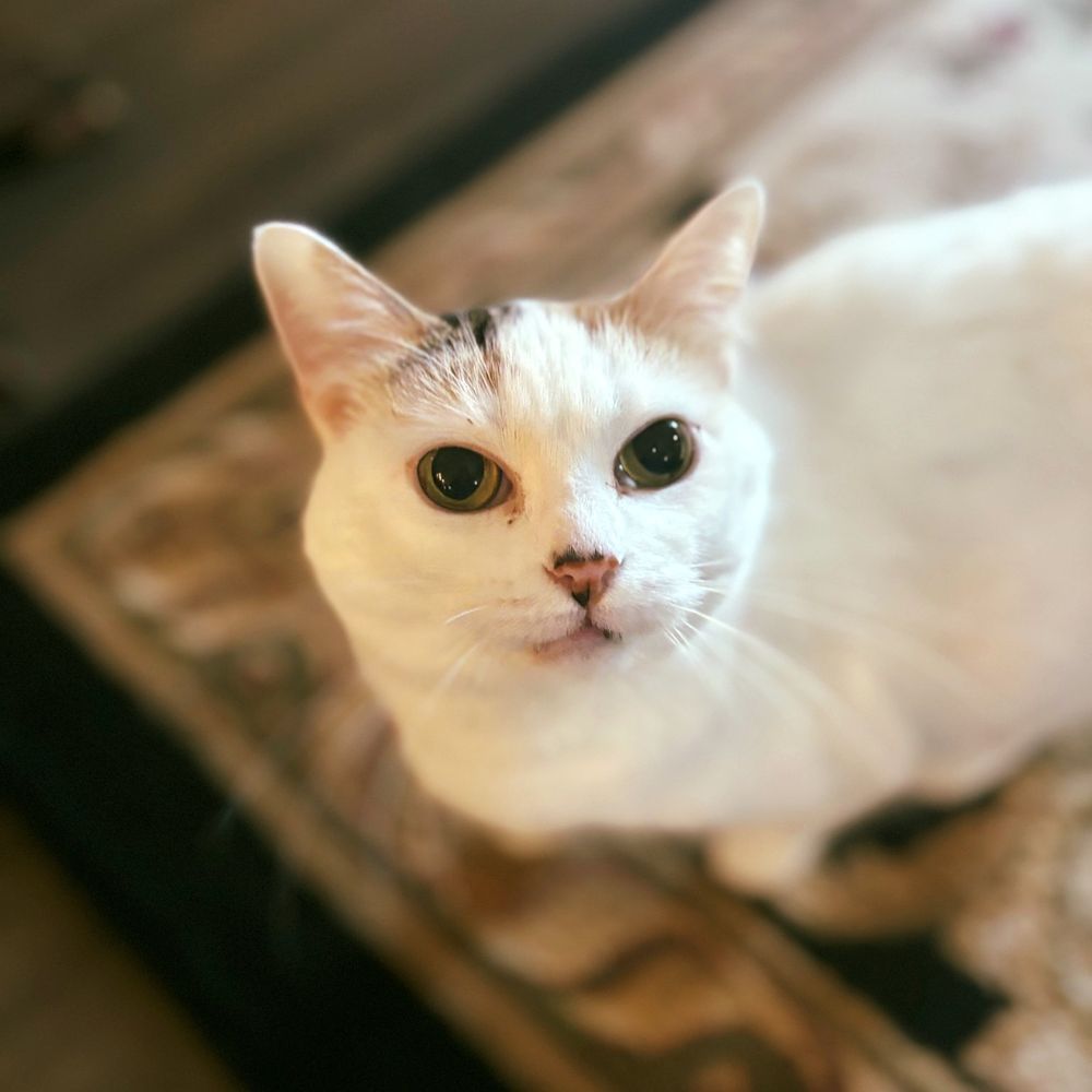 Jazzy Cats - Savannah Cat Sitter - pet boarding facility in Savannah, GA