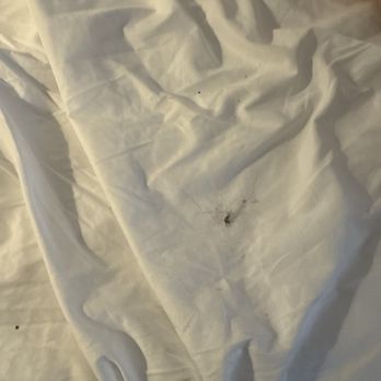 Villa Dubois - DIRTY SHEETS! - Vacation Rentals Near Me - Chicago, Illinois Villa Dubois - DIRTY SHEETS! - Vacation Rentals Near Me - Chicago, Illinois