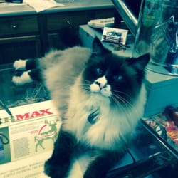 West County Feed & Supply - The cat that lives at West County Feed and Supply...