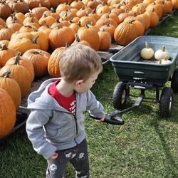 Cicero Pumpkin Patch - Pumpins!