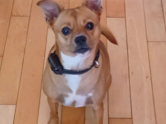 Kats and Dawgs Grooming