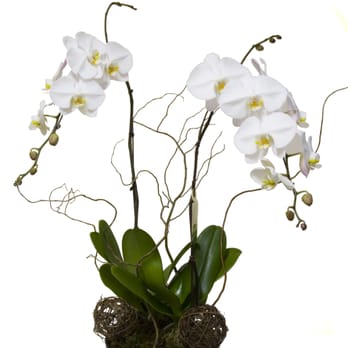 Fresh Blooms - white Phalaenopsis orchids - Florists Near Me - Langley, British Columbia Fresh Blooms - white Phalaenopsis orchids - Florists Near Me - Langley, British Columbia