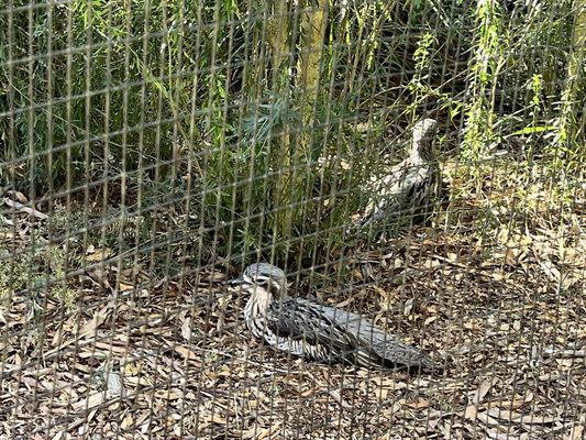 Healesville Sanctuary (Zoos Victoria) by null