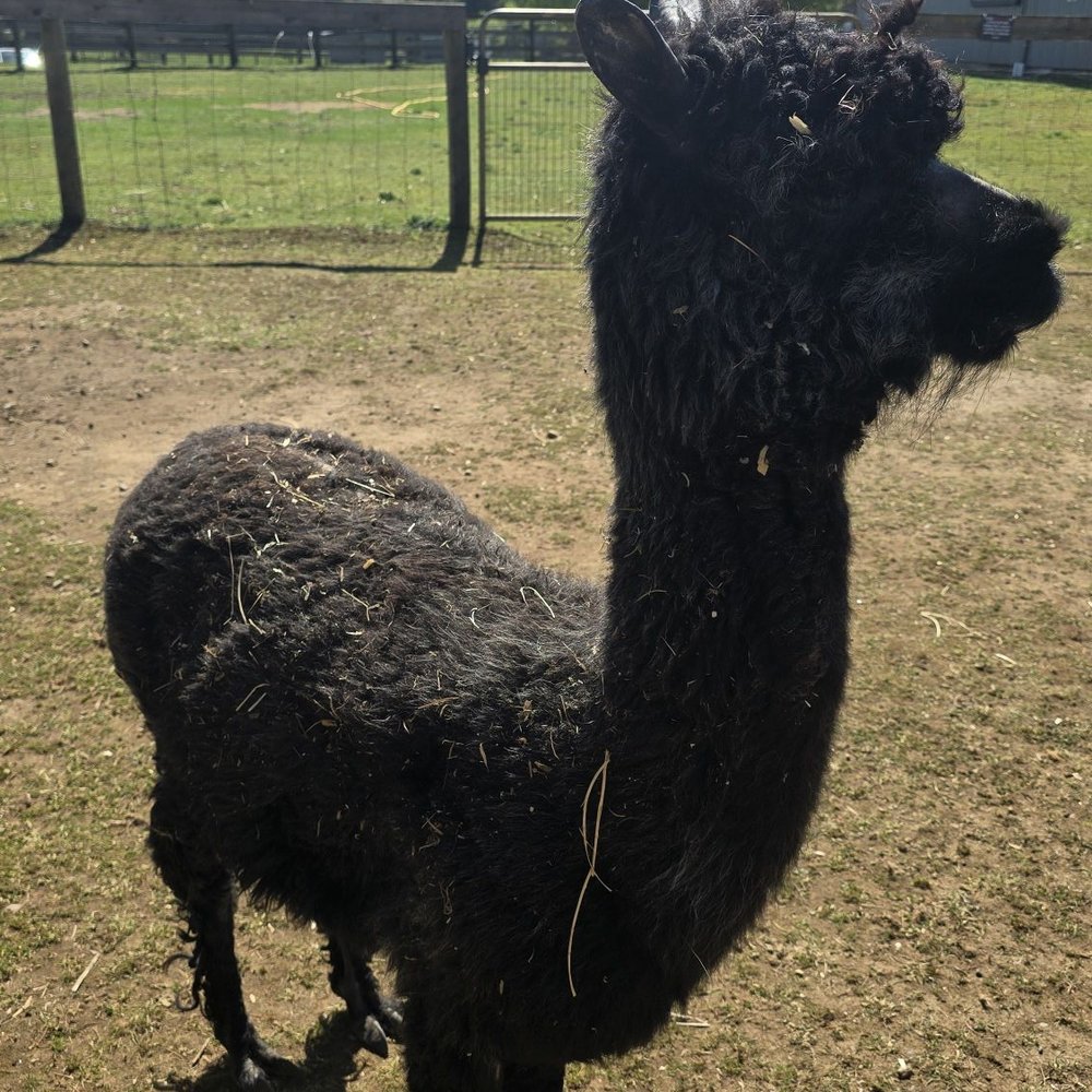Kensington Prairie Farm - Alpaca - Arts & Crafts Near Me - Langley, British Columbia Kensington Prairie Farm - Alpaca - Arts & Crafts Near Me - Langley, British Columbia
