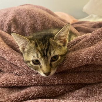 Kitten Rescue - Animal Shelters Near Me - North Hollywood, California Kitten Rescue - Animal Shelters Near Me - North Hollywood, California