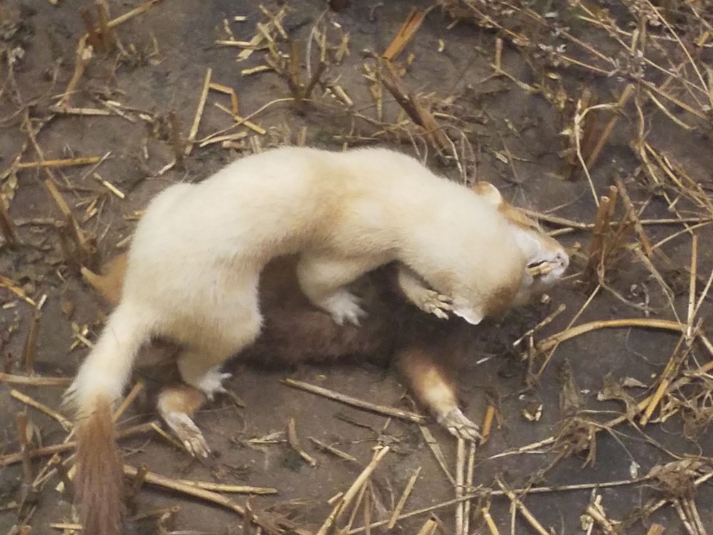 STAATLICHES MUSEUM FÜR NATURKUNDE 170 Photos & 11 Reviews Erbprinzenstr. 13, Karlsruhe