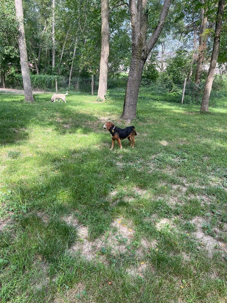 Half Moon Kennels Image